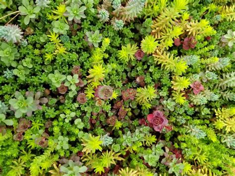 Variety Of Green Sedum And Stonecrop For Ground Cover Stock Image