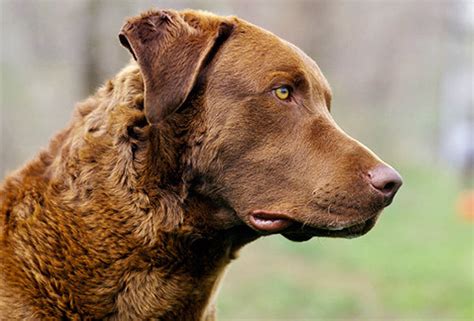 11 American Dog Breeds