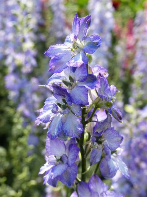 Flowers have a bell shape. Delphinium consolida, 'Fancy Purple Picotee' Seeds £1.95 ...