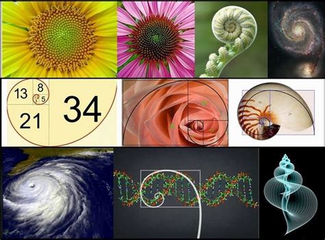 Fibonacci In Nature Geometry In Nature Fibonacci In Nature Sacred