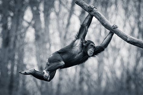 Chimpanzee Swinging Stock Photos Pictures And Royalty Free Images Istock