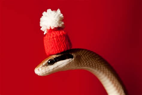 10 Snakes With Hats On Because Pet Owners Are A Little Crazy