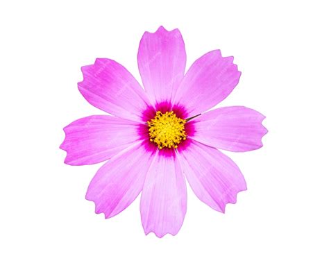 Premium Photo Close Up Pink Cosmos Flower Isolated On White