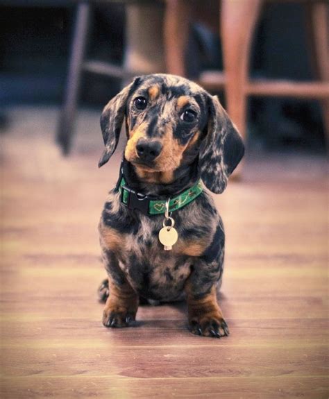 Best 25 Blue Dapple Dachshund Ideas On Pinterest Dapple Dachshund