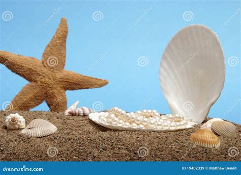 Ocean Pearls Stock Image Image Of Summer Shell Shore 19402339