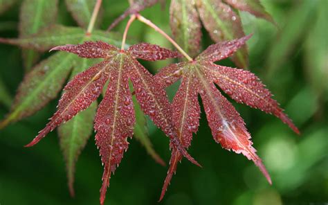 Japanese Maple Leaf Images ~ Maple Japanese Red Leafs Leaves Chad Davis