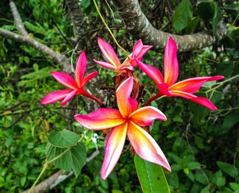 Pink And Yellow Plumeria In Tree Flower Lei Flower Pots Rainforest