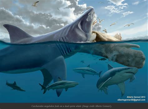 Prehistoric Whales Were One Prey Of Megalodon Carcharocles Megalodon