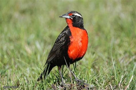 Pampas Meadowlark Sturnella Defilippii By Adrian Azpiroz Pampas