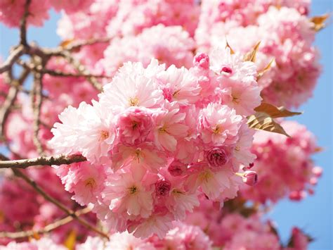 Free Images Tree Branch Fruit Flower Petal Bloom Food Spring