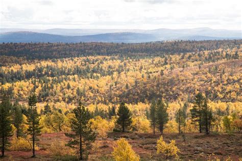 Lemmenjoen Kansallispuisto Metsäerämaata Ja Tuntureita Matkalla