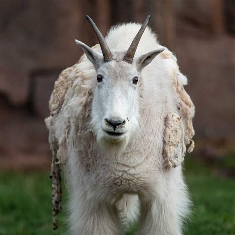 Rocky Mountain Goat Bearizona