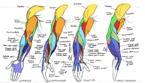 Tuesdayartgroup Nice Neat Color Coded Arm Anatomy