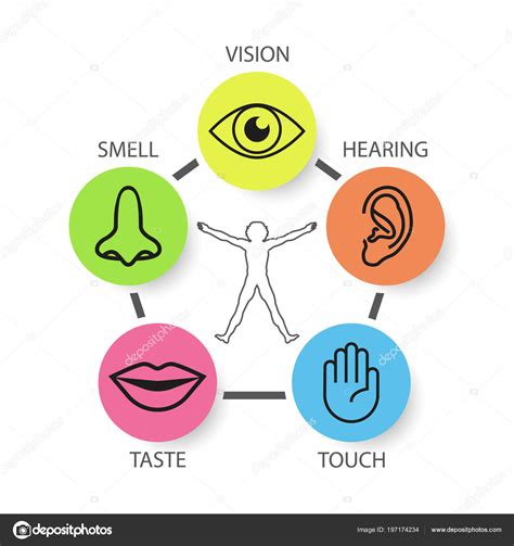 Icon Set Five Human Senses Vision Smell Hearing Touch Taste Stock