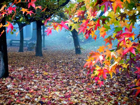 Beautiful Autumn Leafed Trees In Forest With Fog 4k Nature Hd Desktop