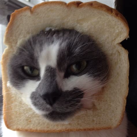 Cat Bread Cat Bread Cats Piece Of Bread