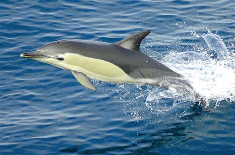 Know Your Dolphin By The Fin Says Niwa Scientist Niwa