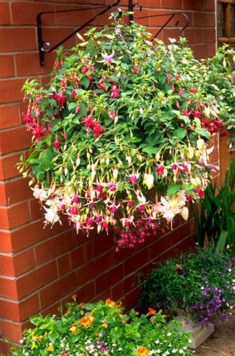 Top 10 Plants For Stunning Hanging Baskets Top Inspired