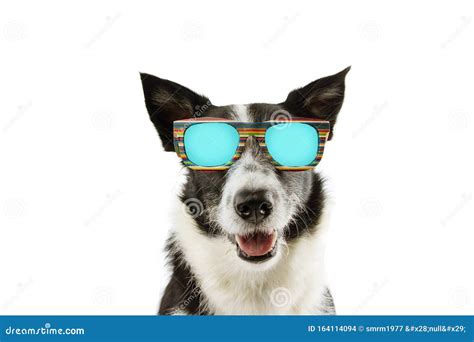 Dog Summer Wearing Colorful Sunglasses Isolated On White Background