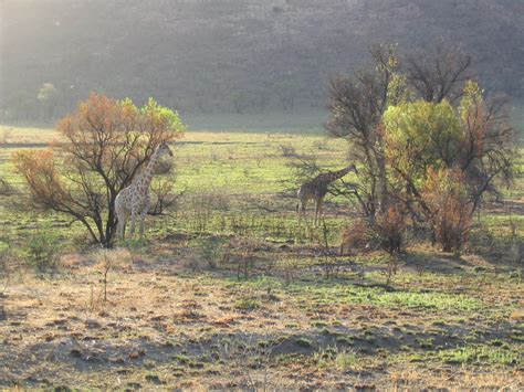 South African Safari Photos Pilanesberg National Park