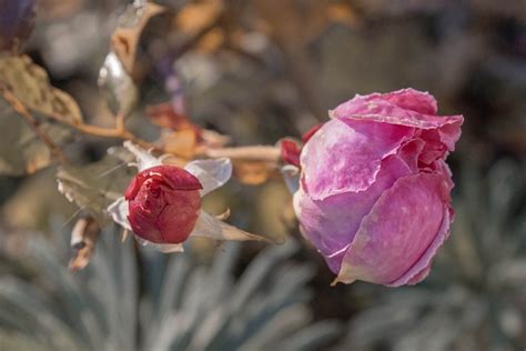 Rose Buds Pink Roses Flower Free Photo On Pixabay Pixabay