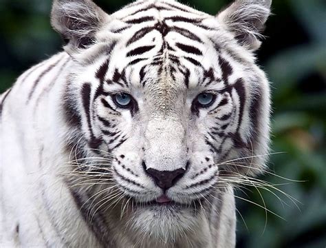 Sanctuaries Where You Can Spot White Tigers In India Ferociously