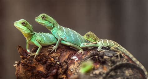 Lizards Fun Facts And 6 Basic Information Pest Wiki