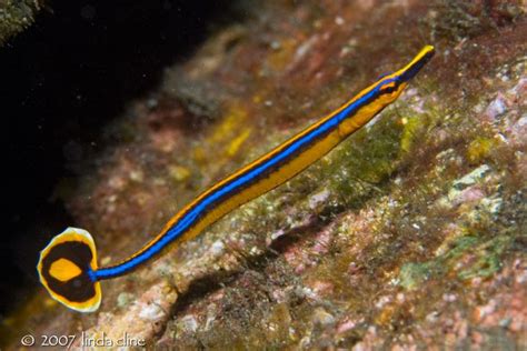 Blue Striped Banded Pipefish Photographer Linda Cline Saltwater