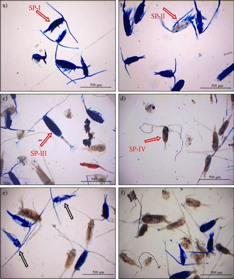The Quantification Of Live And Dead Copepods Using Aniline Blue Mortal