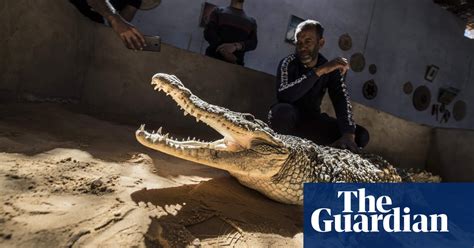 Egypts Tamed Crocodiles In Pictures Art And Design The Guardian