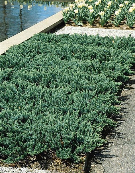 Evergreens Flowers And Shrubs Perfect For Planting On Hillsides