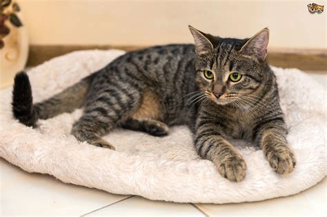 Give us your guesses in the comments and tell us about the. Tabby cat colour and pattern genetics | Pets4Homes