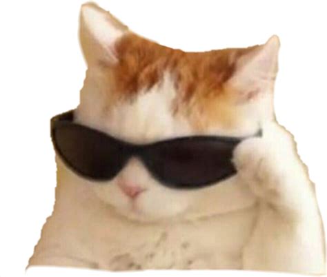 Sunglasses Cat Meme Png