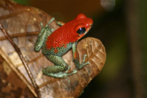 Granular Poison Dart Frog Amphibian Rescue And