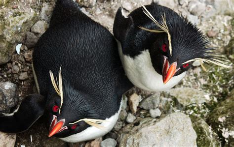 Southern Rockhopper Penguins Australian Antarctic Program