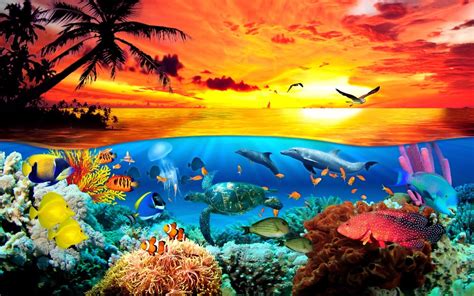Sea Animals Wallpapers Top Free Sea Animals Backgrounds Wallpaperaccess