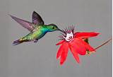 Flowers Hummingbirds Love