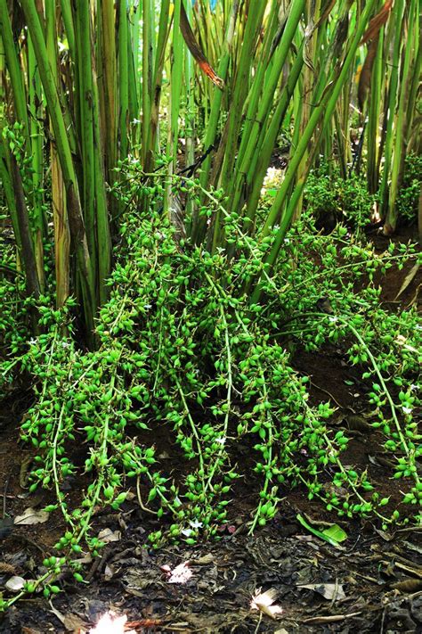 Cardamom Plant With Buds Theayurveda