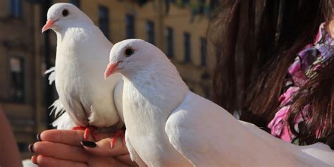 How Many Doves Should You Release At An Event A Sign Of Peace White