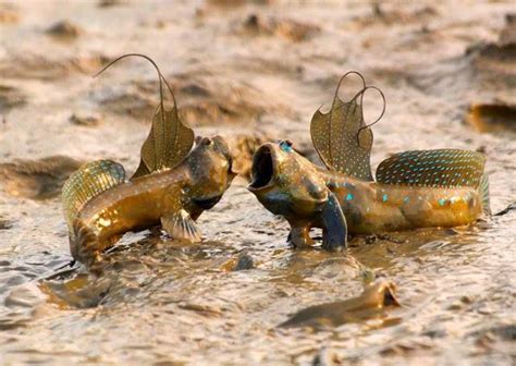 Mudskippers Are Completely Amphibious Fish Fish That Can Use Their