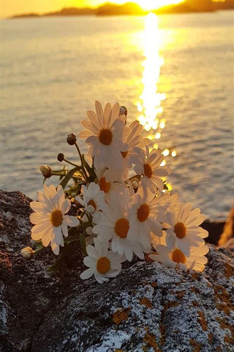 Pin By Ivanka Kostova On Sunset Daisy Wallpaper Flower Images