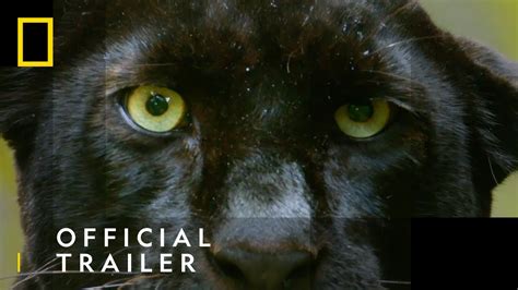 Official Trailer Big Cat Week National Geographic Wild Uk Youtube