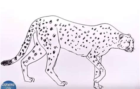 Outline the general shape of the neck. How To Draw A Cheetah easy step by step - Easy animals to draw
