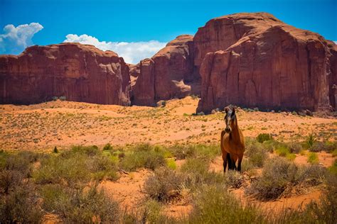 Nature Sandstone Horse Desert Landscape Wallpapers Hd