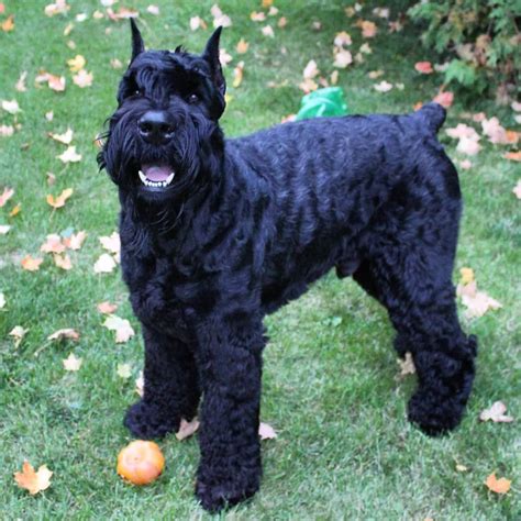 Learn All About The Bold Giant Schnauzer 2022