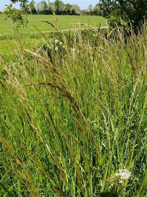 Red Fescue Grass Festuca Rubra Norfolk England Uk Stock Image