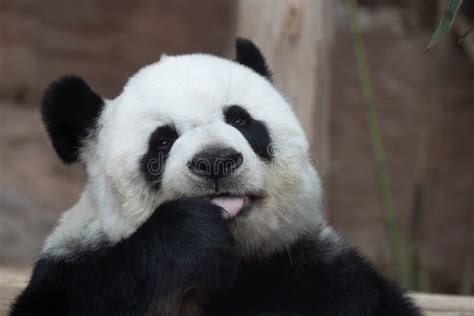 Funny Pose Of Giant Panda Stock Image Image Of Shoot 233884041