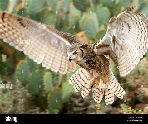 Horned Owl Flying Hi Res Stock Photography And Images Alamy
