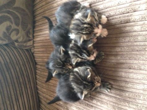 Litter Of Tabby Kittens Looking For Caring Home In Nantwich Cheshire