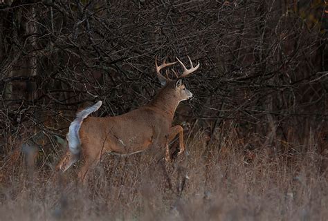 At The Ranch Whitetail Buck Behavior During October Getzone